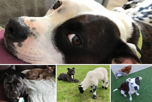 Lovable Staffies – The Misunderstood Breed - Get Set Pet