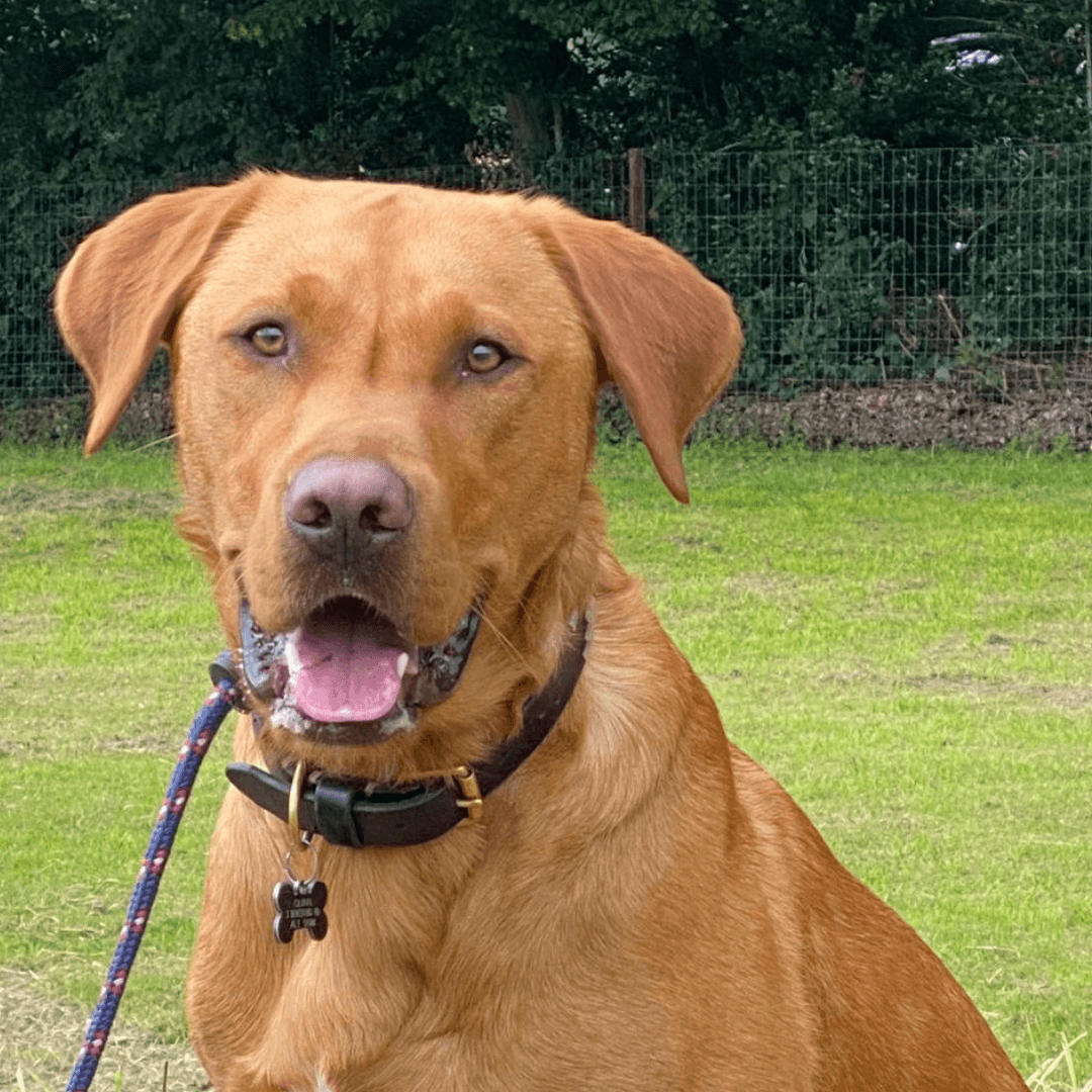 Mastering The Art Of Outside Walking - Get Set Pet