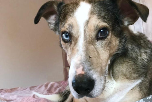 Merlin - My Romanian Rescue - Get Set Pet