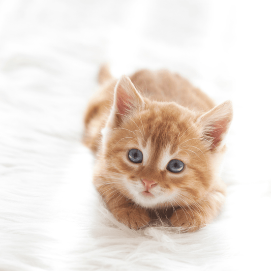 New Kitten - What Should I Do? - Get Set Pet