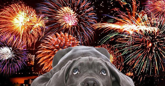 Reducing Your Dog’s Stress On Fireworks Night - Get Set Pet