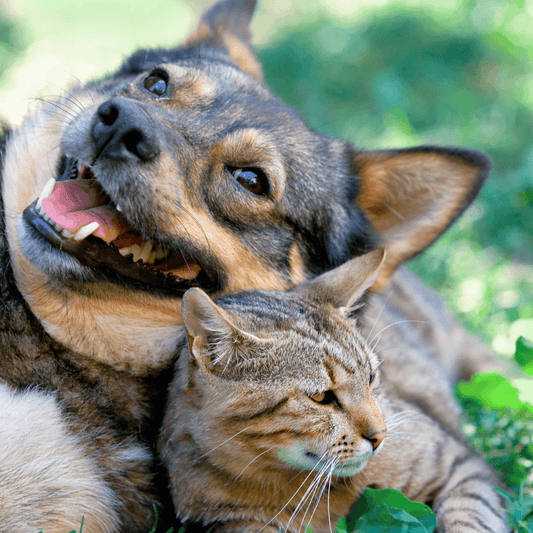 Summer Safety Tips For Pets - Get Set Pet