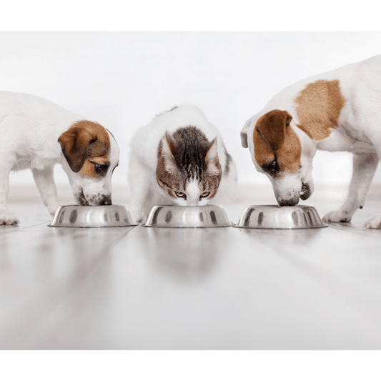 The Benefits of Premium Pet Food - Get Set Pet