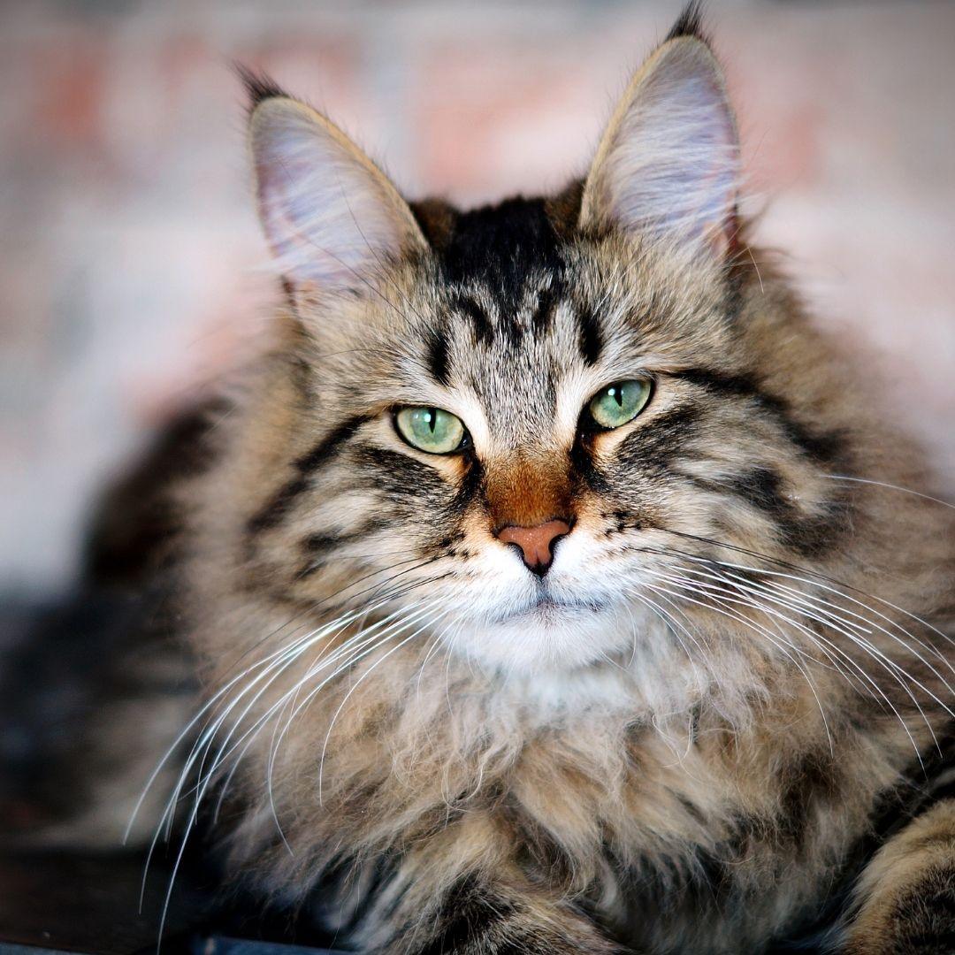 The Feline Parasite Paradise - Get Set Pet