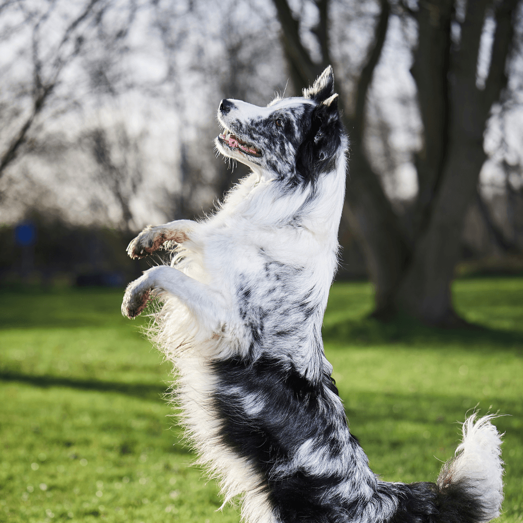 Top Tricks for Dogs – Get Set Pet