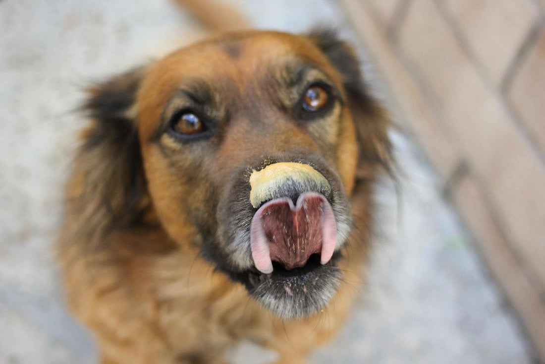 Types of Foods Part 2: Dry Foods - Get Set Pet