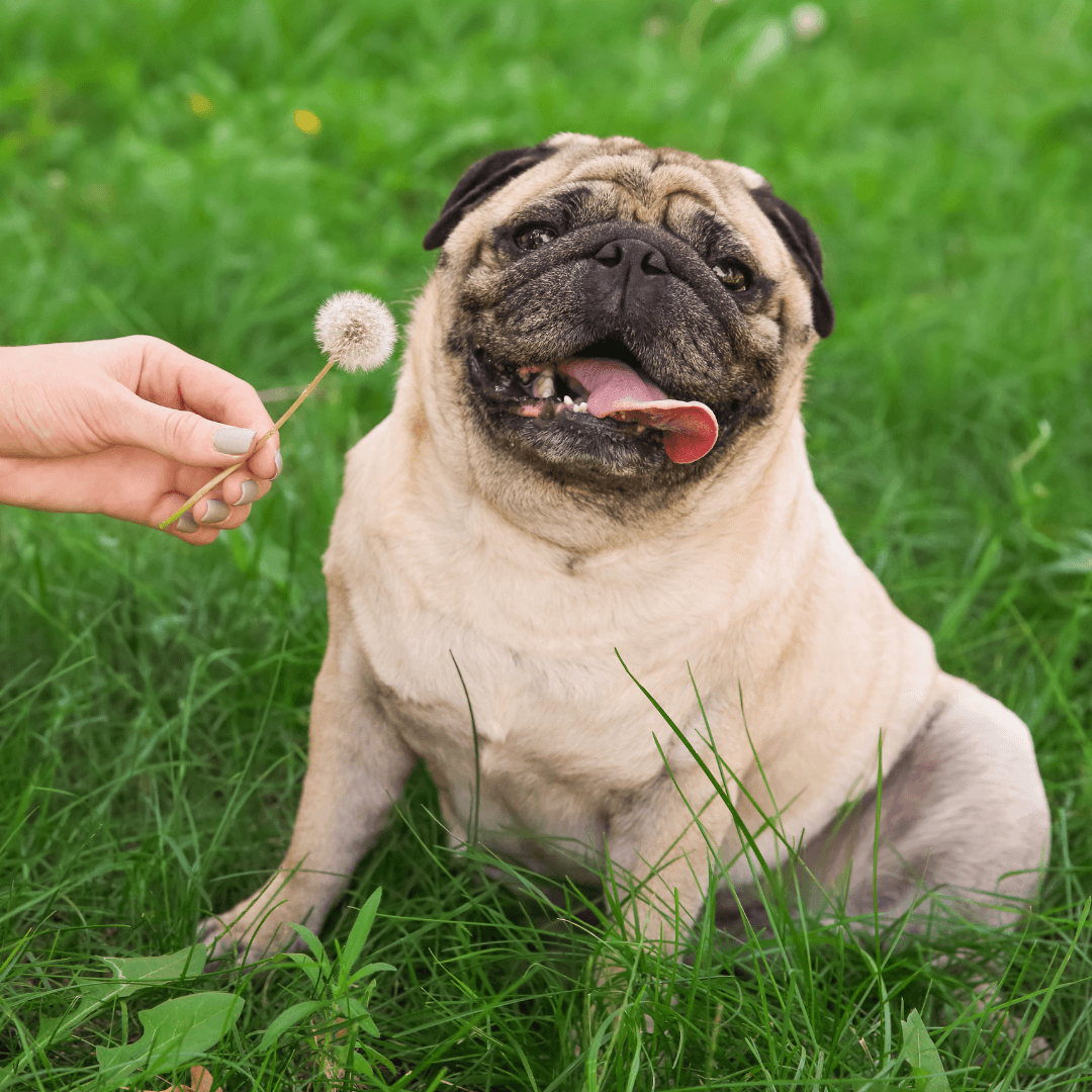 Ways to keep your pet at a healthy weight - Get Set Pet
