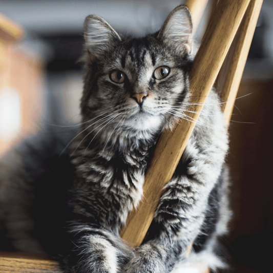 What to do if your cat goes missing? - Get Set Pet