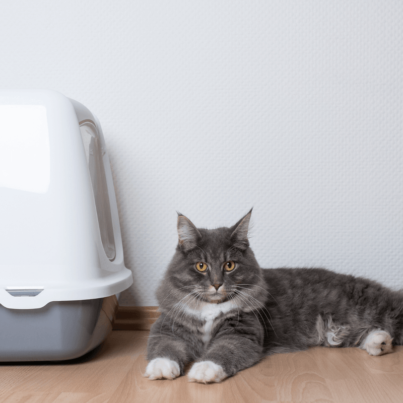 What to Do With Cat Poo The Do s and Don ts of Disposing of Faeces