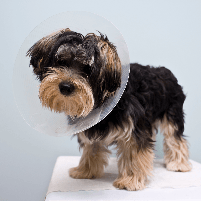 How long to wait to best sale neuter dog