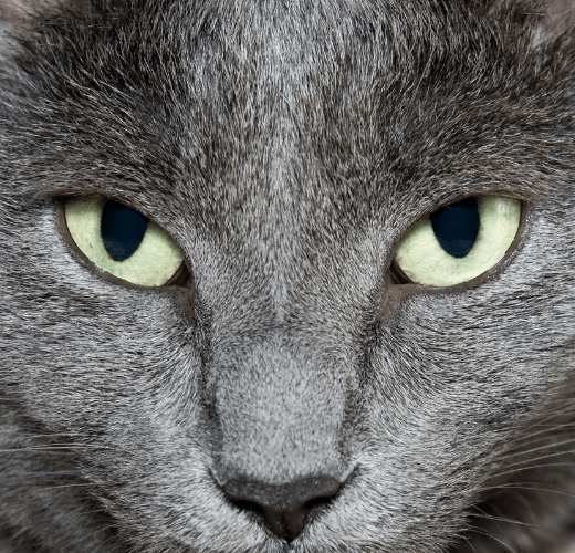 why-do-cats-have-vertical-pupils