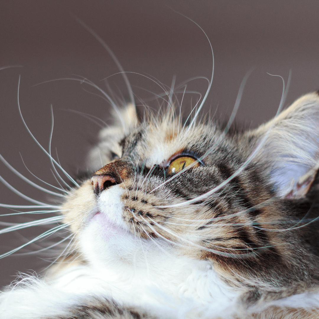 Why Do Cats Have Whiskers? - Get Set Pet