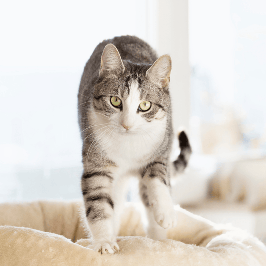 Why does my cat knead? - Get Set Pet
