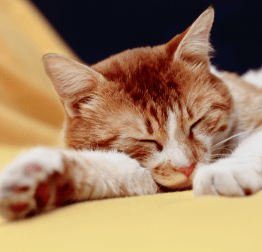 Why Does My Cat Sleep So Much? - Get Set Pet