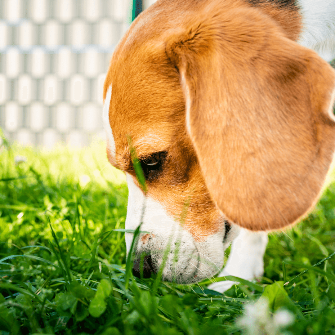 Why does my hot sale puppy eat grass
