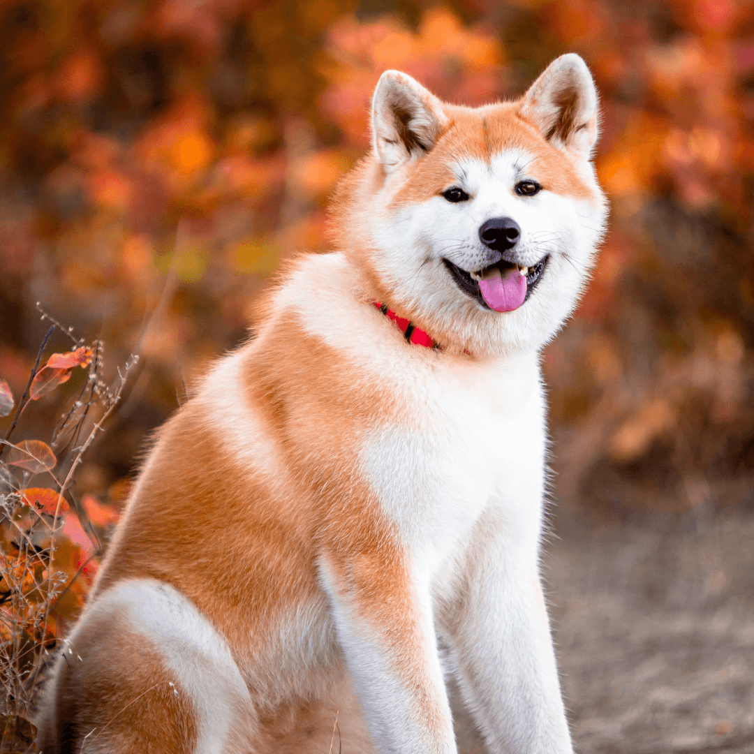 Why Does My Dog Scoot?