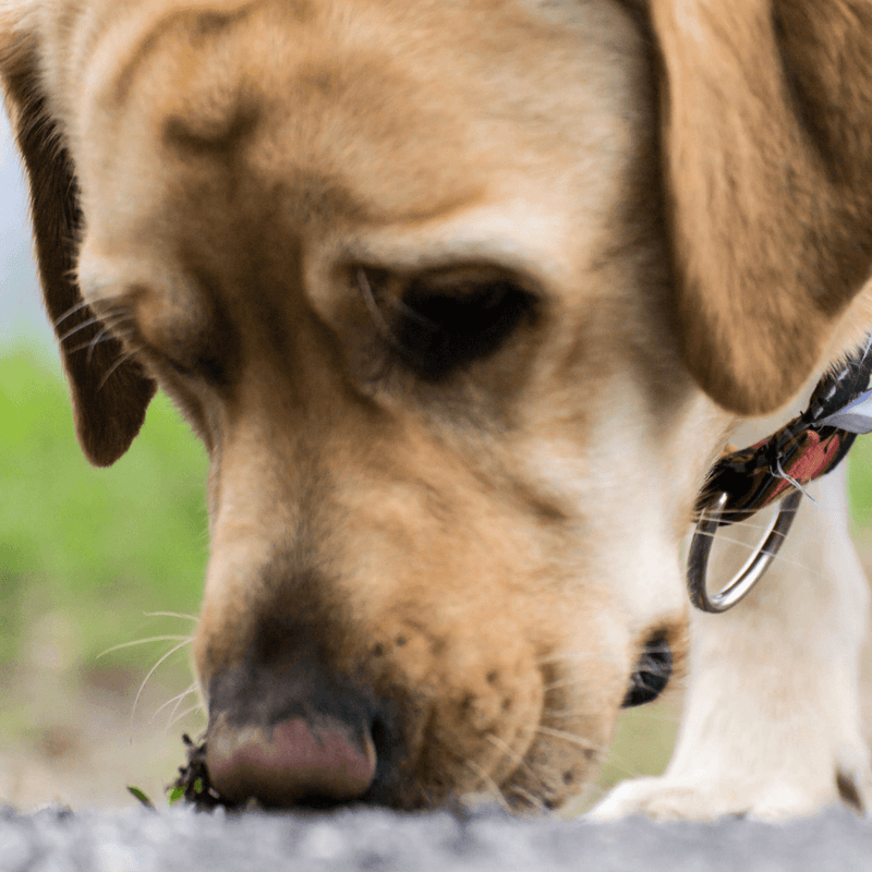 Pet Poop Training Dog Toilet Behavior Aids Cleaning Dog Toilet