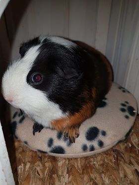 Cosy Pod - Pet Warmer