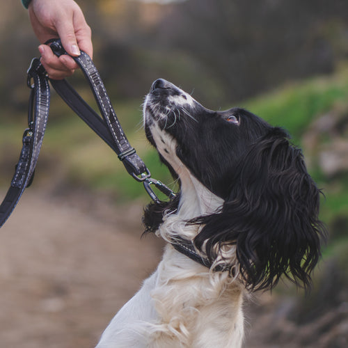 Twiggy Tags TrailFinder Multi-Way Dog Lead