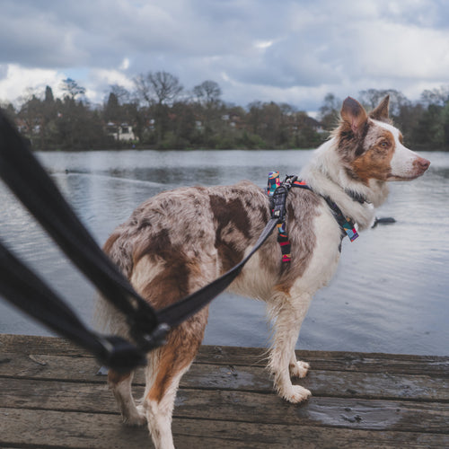 Twiggy Tags TrailFinder Multi-Way Dog Lead