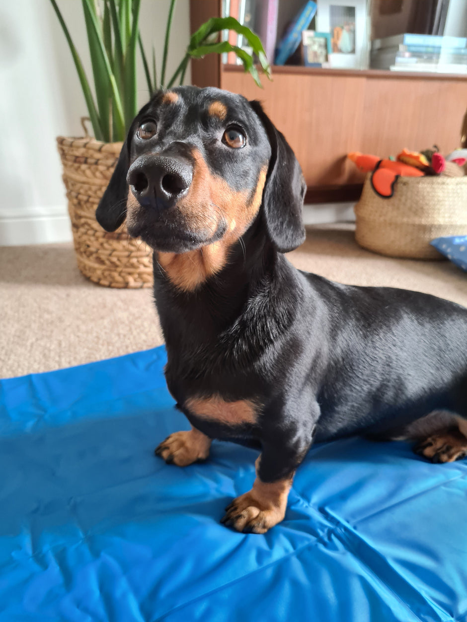 vet-approved-homemade-dog-food-recipes-get-set-pet