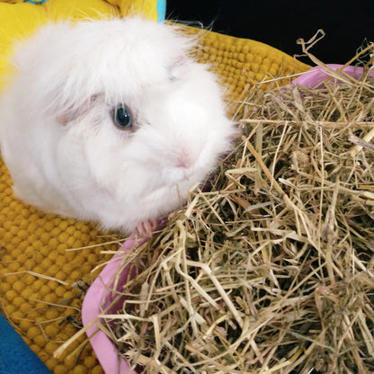 Rabbit Hutch Bundle and Covers Save 10%