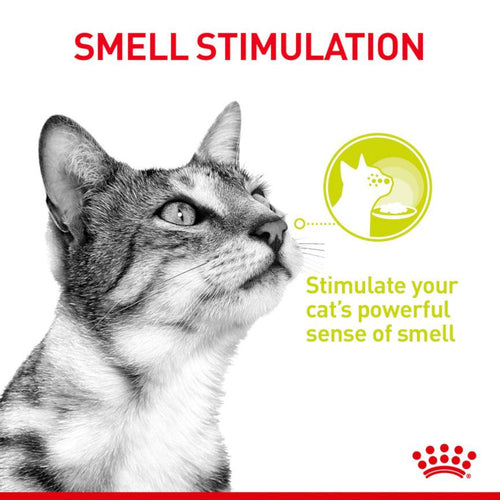 Royal Canin Feline Health Nutrition Sensory Smell Adult Cat Food in Gravy 12x85g - Get Set Pet