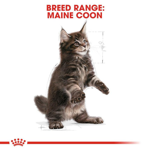 Royal Canin Feline Breed Nutrition Maine Coon Kitten Food 4kg - Get Set Pet
