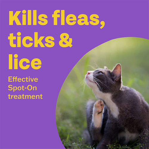 Bob Martin Clear Plus Spot On Flea Treatment Cats & Ferrets