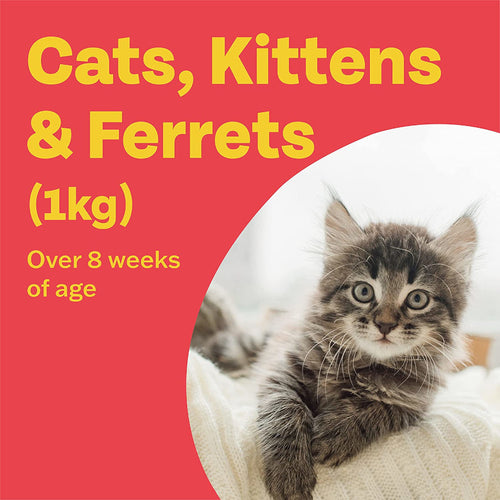 Bob Martin Clear Plus Spot On Flea Treatment Cats & Ferrets
