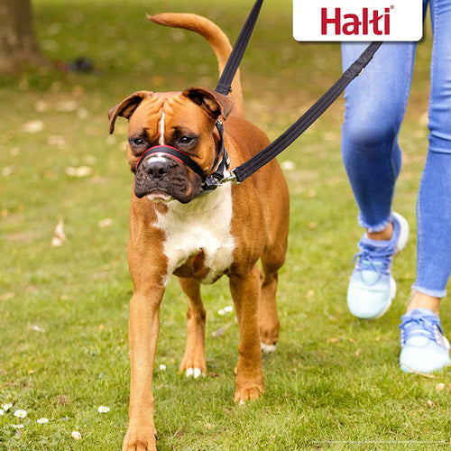 Company of Animals Halti Optifit Dog Head Collar