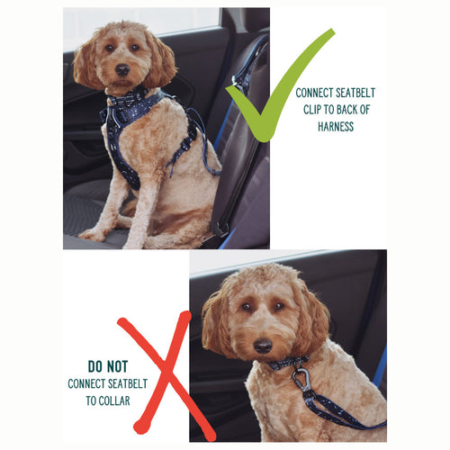 Twiggy Tags Adventure Dog Seatbelt