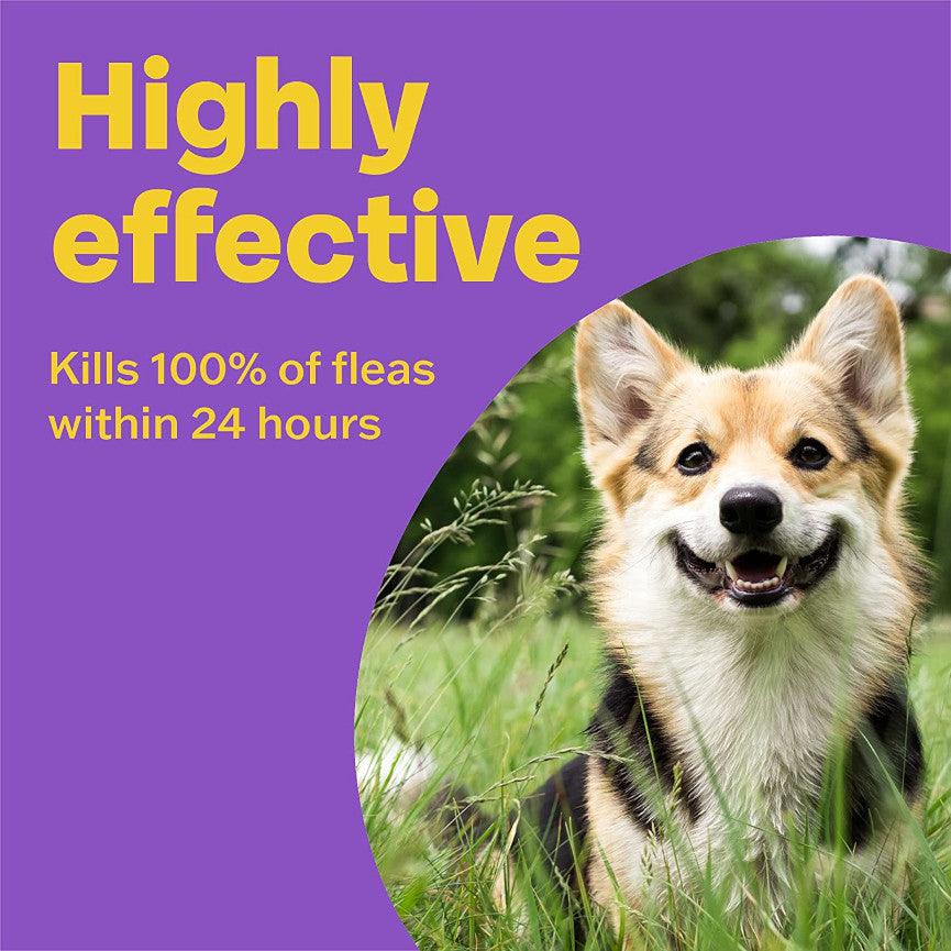 Bob martin flea hotsell treatment for medium dogs
