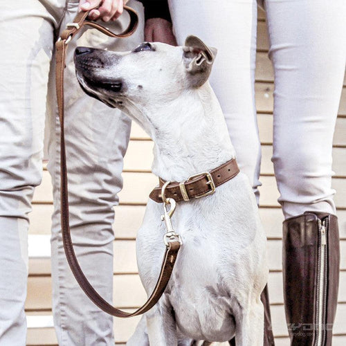 Ezydog Oxford Leather Dog Collar - Get Set Pet