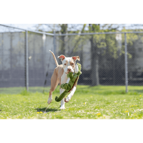 Fluff and Tuff Big Daddy Gator Dog Toy - Get Set Pet