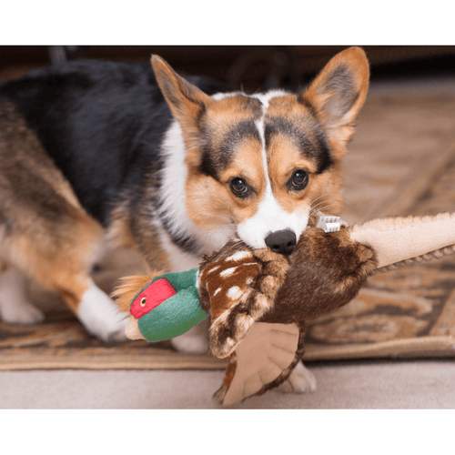 Fluff and Tuff Ike Pheasant Dog Toy - Get Set Pet