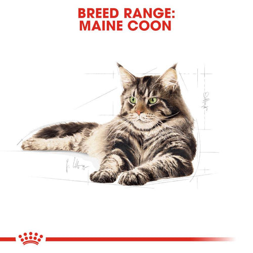 Royal Canin Feline Breed Nutrition Maine Coon Adult Cat Food - Get Set Pet